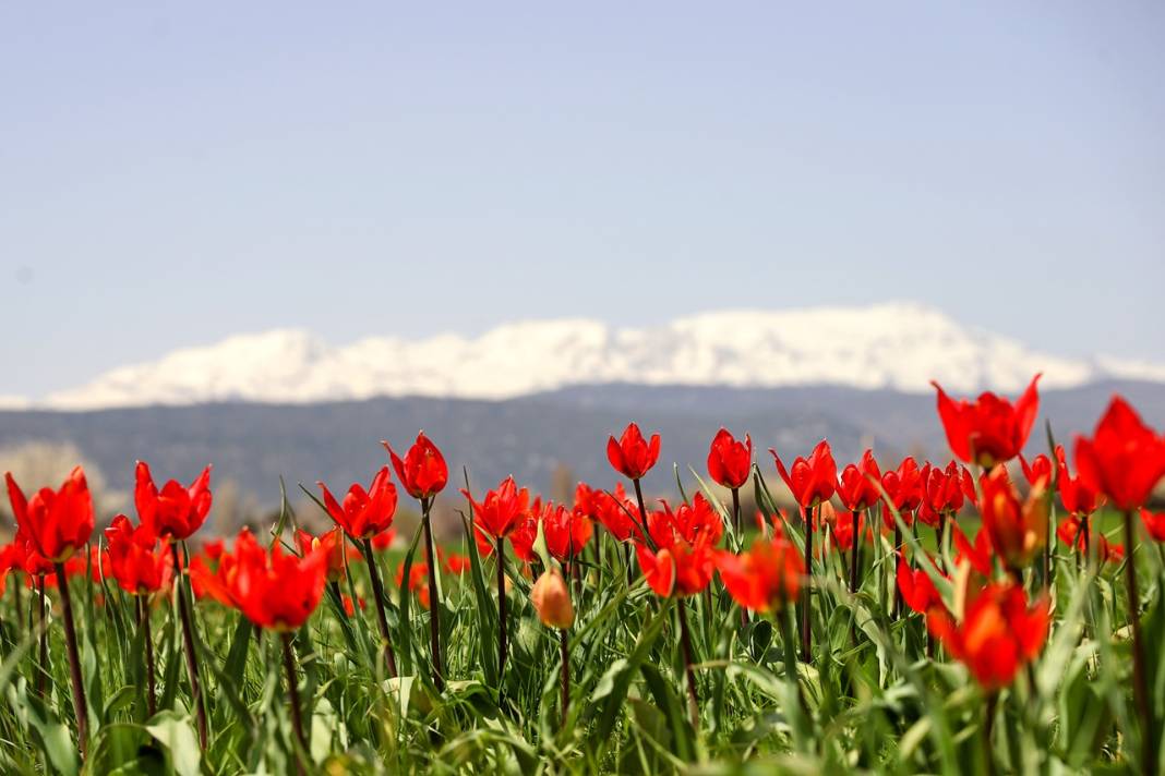 Konya'da adeta cennetten bir köşe! Bir tarafta karlı dağlar, diğer yanda bahar 3